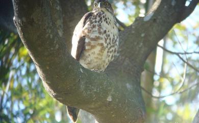 Accipiter trivirgatus formosae Mayr, 1949 鳳頭蒼鷹(台灣特有亞種)