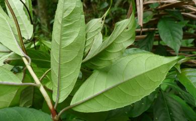 Hydrangea chinensis 華八仙