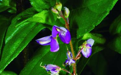 Grona heterophylla (Willd.) H.Ohashi & K.Ohashi 變葉山螞蝗