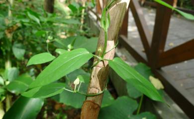 Thunbergia fragrans Roxb. 碗花草