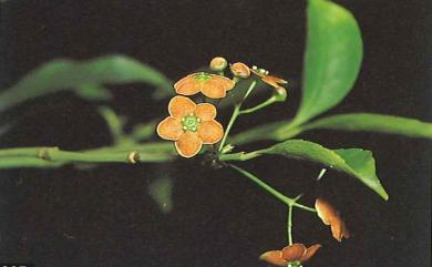 Euonymus laxiflorus 大丁黃