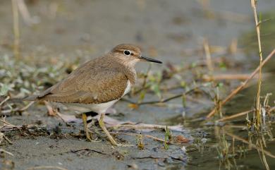 Actitis hypoleucos (Linnaeus, 1758) 磯鷸