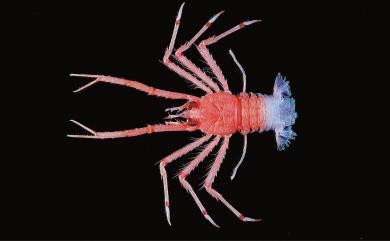 Agononida rubrizonata Macpherson & Baba, 2009 紅斑宦蝦
