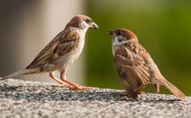 Passer montanus saturatus (Stejneger, 1885) 麻雀