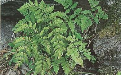 Gymnocarpium remotepinnatum (Hayata) Ching 細裂羽節蕨