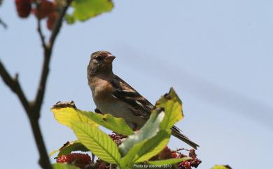 Fringilla montifringilla Linnaeus, 1758 花雀