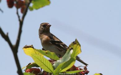 Fringilla montifringilla Linnaeus, 1758 花雀