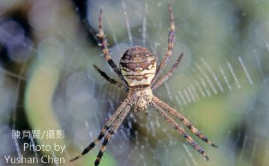 Argiope aetheroides Yin, Wang & Zhang, 1989 中形金蛛