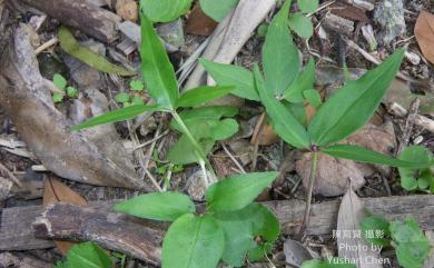 Pinellia ternata 半夏