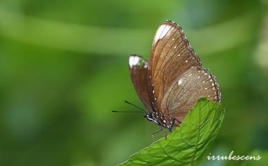 Hypolimnas anomala Walker, 1869 端紫幻蛺蝶