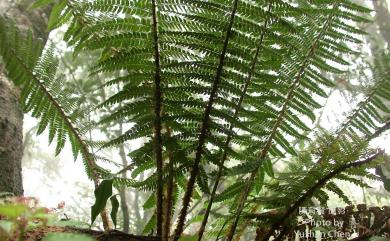 Polystichum parvipinnulum Tagawa 尖葉耳蕨