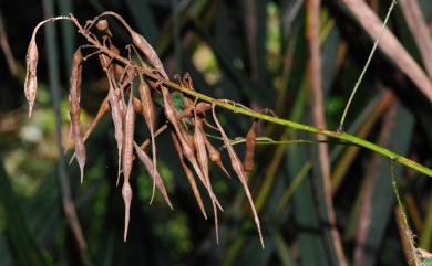 Sophora flavescens Aiton 苦參