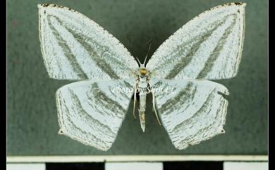 Acropteris leptaliata (Guenée, 1857) 微點燕蛾