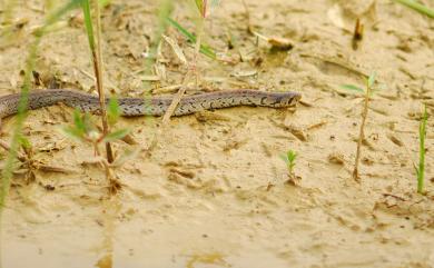 Oligodon formosanus (Günther, 1872) 赤背松柏根