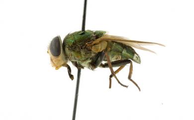 Isomyia viridaurea (Wiedemann, 1819) 綠同蠅