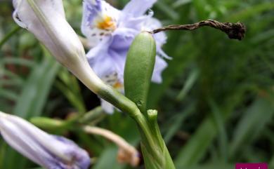 Iris formosana Ohwi 臺灣鳶尾