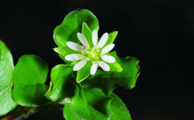 Stellaria neglecta 疏花繁縷