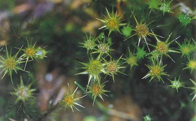 Campylopus umbellatus (Schwägr. & Gaudich. ex Arn.) Paris, 1894 節莖曲柄苔