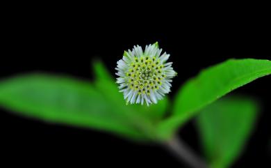 Eclipta prostrata (L.) L. 鱧腸