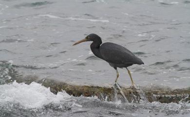 Egretta sacra sacra (J. F. Gmelin, 1789) 岩鷺