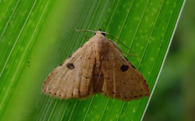 Corgatha trichogyia Hampson, 1907 黑斑麗裳蛾