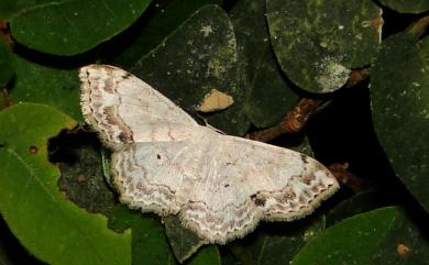 Scopula propinquaria (Leech, 1897)