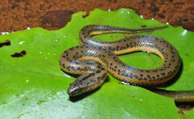 Myrrophis chinensis (Gray, 1842) 唐水蛇