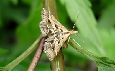 Diasemia accalis (Walker, 1859)