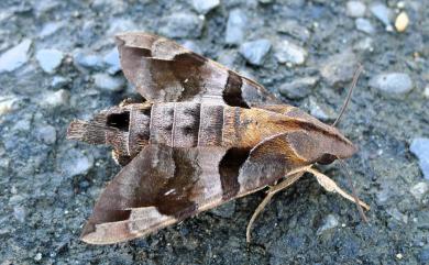 Macroglossum saga Butler, 1878 北京長喙天蛾