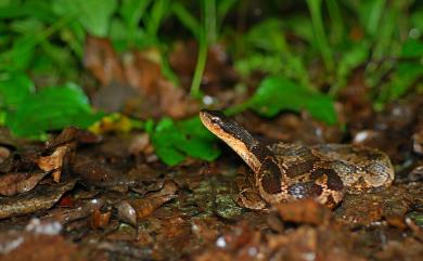 Pseudagkistrodon rudis (Boulenger, 1906) 擬龜殼花