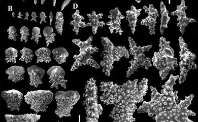 Menella rubescens Nutting, 1910 花小月柳珊瑚