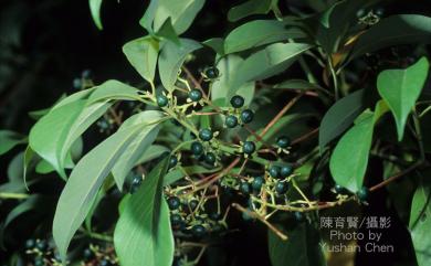Machilus zuihoensis Hayata 香楠
