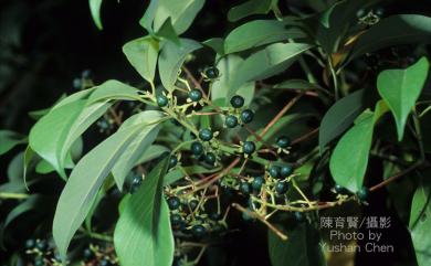 Machilus zuihoensis 香楠