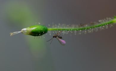 Arenaria subpilosa (Hayata) Ohwi 亞毛無心菜