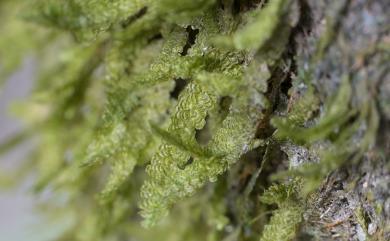 Neckeropsis calcicola Nog., 1956 石灰擬平苔