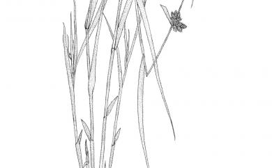 Fuirena ciliaris (L.) Roxb. 毛三稜