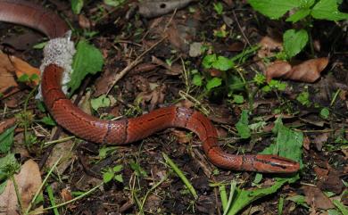 Oreocryptophis porphyraceus kawakamii (Oshima, 1910) 紅竹蛇