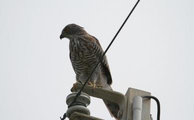 Accipiter trivirgatus formosae Mayr, 1949 鳳頭蒼鷹(台灣特有亞種)