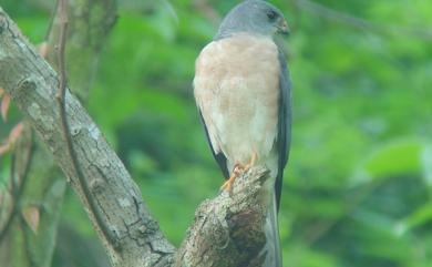 Accipiter soloensis (Horsfield, 1821) 赤腹鷹