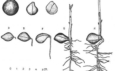 Calophyllum inophyllum L. 瓊崖海棠