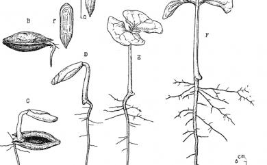 Terminalia catappa 欖仁