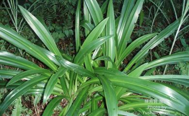 Hymenocallis speciosa (L.f. ex Salisb.) Salisb. 螫蟹百合