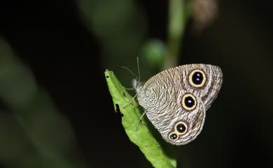 Ypthima esakii wangi Lee, 1998 王氏波眼蝶