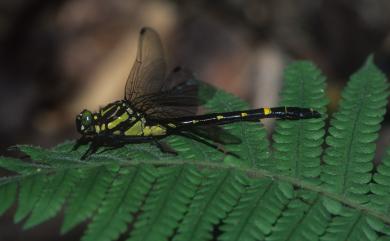 Asiagomphus perlaetus (Chao, 1953) 圓痣春蜓