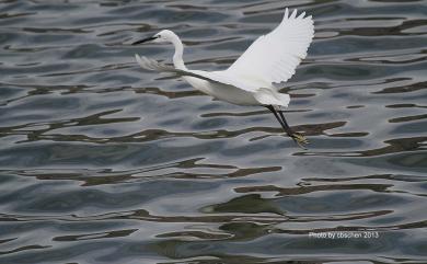 Egretta garzetta garzetta (Linnaeus, 1766) 小白鷺