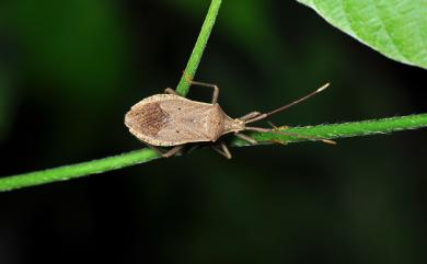 Homoeocerus unipunctatus (Thunberg, 1783) 一點同緣椿象