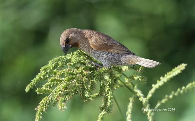 Lonchura punctulata topela (Swinhoe, 1863) 斑文鳥