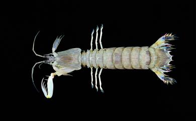 Carinosquilla multicarinata (White, 1849) 多脊脊蝦蛄