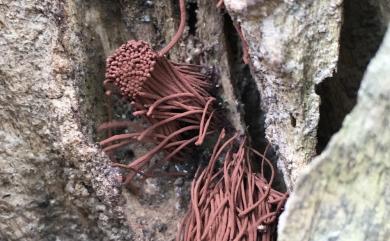 Stemonitis splendens Rostaf., 1874 美髮網黏菌