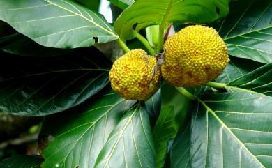 Artocarpus altilis 太平洋麵包樹